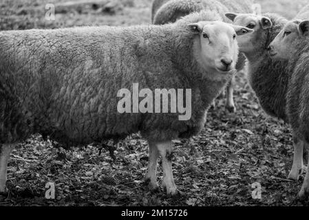 moutons sur un pré en hiver Banque D'Images