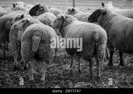 moutons sur un pré en hiver Banque D'Images