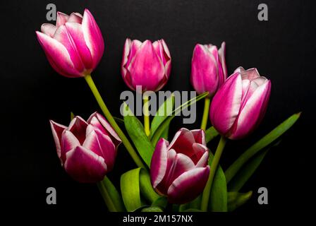 Schnittblumen in einer vase, Strauß Tulpen vor schwarzem hintergrund freigestellt. Fleurs coupées dans un vase, bouquet de tulipes sur un dos noir Banque D'Images