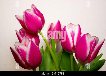 Fleurs coupées dans un vase, bouquet de tulipes sur fond clair. Banque D'Images