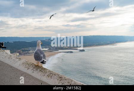 Mouette debout sur un fond de plage et de la ville de Nazaré, Portugal Banque D'Images