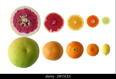 Tranches d'agrumes, citron, mandarine, orange, pomelo et pamplemousse isolées sur fond blanc. Vue de dessus. Banque D'Images