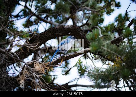 California Scrub Jay se trouve près d'une branche d'arbre Banque D'Images