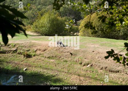 Mouton noir dans le paysage de champ vert sec en été Estrémadure Banque D'Images