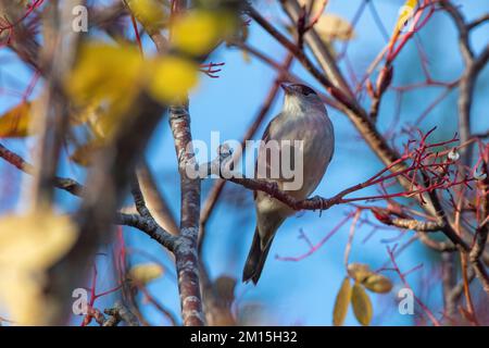 Tête noire mâle (Sylvia atricapilla) se nourrissant de baies blanches de rowan, Inverurie, Écosse, Royaume-Uni Banque D'Images