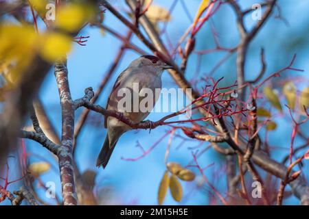 Tête noire mâle (Sylvia atricapilla) se nourrissant de baies blanches de rowan, Inverurie, Écosse, Royaume-Uni Banque D'Images