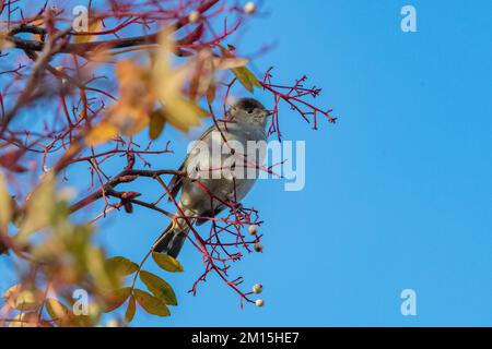 Tête noire mâle (Sylvia atricapilla) se nourrissant de baies blanches de rowan, Inverurie, Écosse, Royaume-Uni Banque D'Images