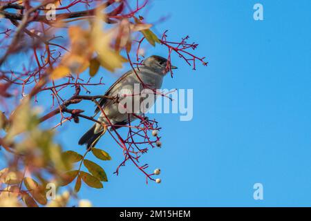 Tête noire mâle (Sylvia atricapilla) se nourrissant de baies blanches de rowan, Inverurie, Écosse, Royaume-Uni Banque D'Images