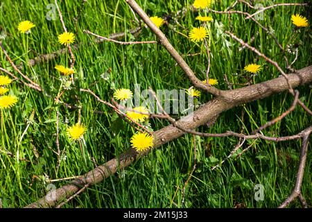 Sur un pré se trouve une branche cassée. Sous elle beaucoup de plantes de pissenlit sont en fleurs. Les fleurs jaunes brillent dans l'herbe verte. Banque D'Images