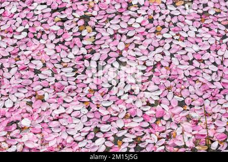 Un tapis de pétales roses flotte sur l'eau d'un étang de jardin. Banque D'Images