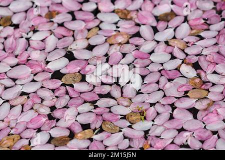 Un tapis de pétales roses flotte sur l'eau d'un étang de jardin. Banque D'Images