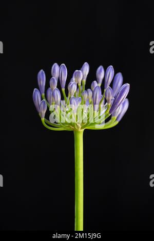 L'inflorescence knospigen du Lily africain sur fond noir. Banque D'Images