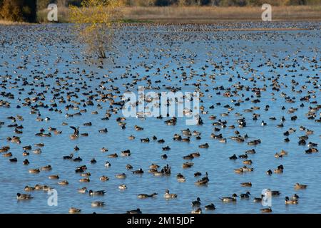 Bassin de sauvagine, unité de Llano Seco, Steve Thompson North Central Valley Wildlife Management Area, Californie Banque D'Images