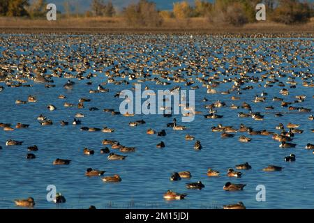 Bassin de sauvagine, unité de Llano Seco, Steve Thompson North Central Valley Wildlife Management Area, Californie Banque D'Images