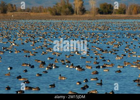 Bassin de sauvagine, unité de Llano Seco, Steve Thompson North Central Valley Wildlife Management Area, Californie Banque D'Images