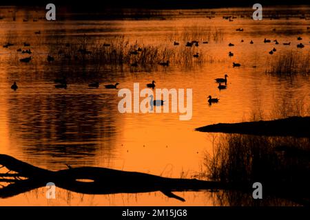 Marais Pond Dawn, réserve d'animaux de Gray Lodge, Californie Banque D'Images