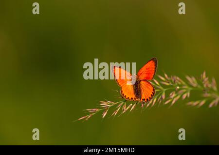 Petit papillon avec dessus d'aile de couleur feu, Lycaena virgaureae Banque D'Images