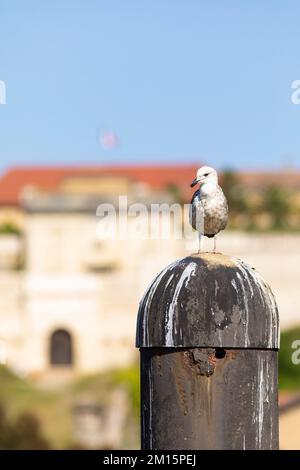 Jeune guette à pattes jaunes (Larus michahellis). Bayonne, Pyrénées-Atlantiques, Nouvelle-Aquitaine, France. Banque D'Images