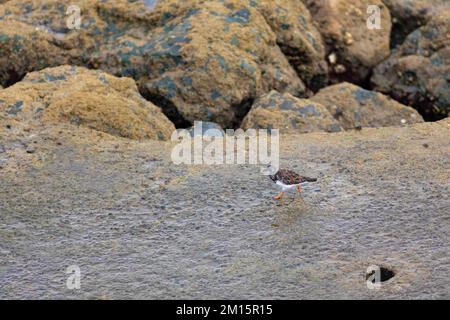 Ruddy turnstone (Arenaria interprés) sur la côte atlantique Banque D'Images