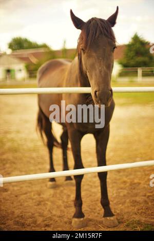 Portrait en longueur d'un cheval brun paître sur un ranch le jour de l'automne. Banque D'Images