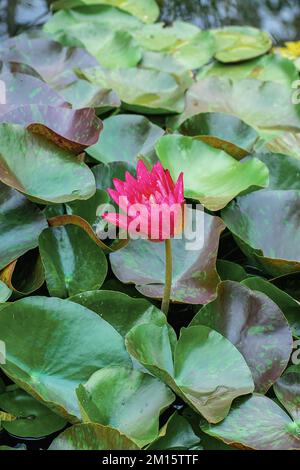 Depuis le dessus de l'eau rouge en fleur lumineuse fleur lys fleurs croissant parmi les feuilles vertes luxuriantes sur le lac calme Banque D'Images