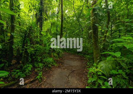 Chemin étroit traversant divers arbres exotiques verts qui poussent dans la jungle du Costa Rica pendant la journée Banque D'Images