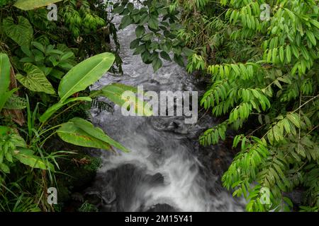 Vue panoramique sur le cours d'eau qui traverse des arbres verts luxuriants qui poussent dans la jungle du Costa Rica Banque D'Images