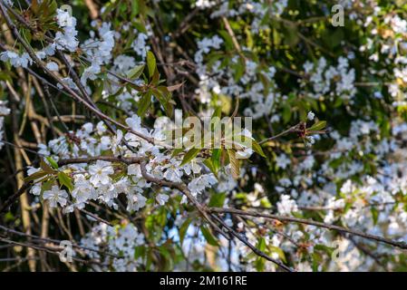 Belles fleurs blanches d'un cerisier sauvage en plein soleil, faible profondeur de champ, foyer sélectif Banque D'Images