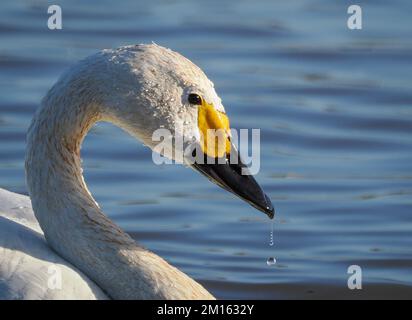 Chef du cygne de Bewick Cygnus bewickii avec de l'eau s'écoulant de sa facture un visiteur d'hiver à Slimbridge Wildfowl and Wetlands Centre Gloucestershirem Royaume-Uni Banque D'Images