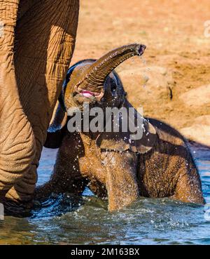 Bébé éléphant d'Afrique et sa mère dans un trou d'eau dans le parc national de Tsavo au Kenya Banque D'Images