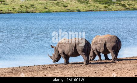 Rhinocéros deux animaux buvant au trou d'eau en fin d'été après-midi dans la réserve de parc de terres humides. Banque D'Images