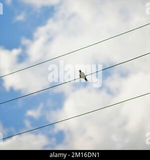 Une colombe est assise sur un fil électrique contre un ciel bleu avec des nuages blancs. Banque D'Images