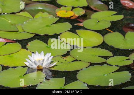 Nymphea alba, le nénuphars blanc, le nénuphaïe blanc européen ou le nénuphar blanc, est une plante à fleurs aquatiques de la famille des Nymphaieaceae. Banque D'Images