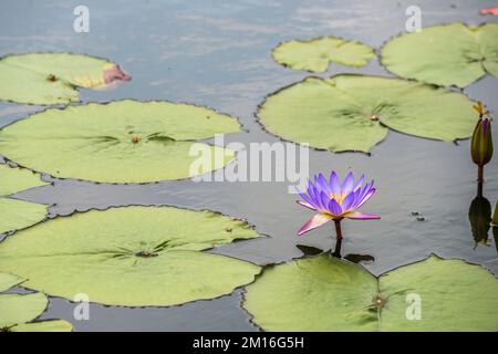 Variété horticole de la belle nénuphars du genre Nymphaea appelée 'Tina'. Banque D'Images