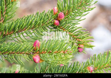 L'abies alba, le sapin argenté européen ou le sapin argenté, est un sapin originaire des montagnes d'Europe, fleur femelle. Banque D'Images