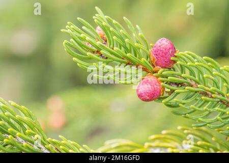 L'abies alba, le sapin argenté européen ou le sapin argenté, est un sapin originaire des montagnes d'Europe, fleur femelle. Banque D'Images