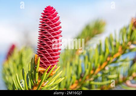 L'abies alba, le sapin argenté européen ou le sapin argenté, est un sapin originaire des montagnes d'Europe, fleur femelle. Banque D'Images