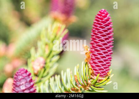 L'abies alba, le sapin argenté européen ou le sapin argenté, est un sapin originaire des montagnes d'Europe, fleur femelle. Banque D'Images