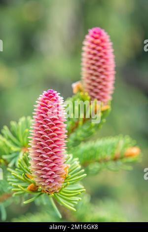 L'abies alba, le sapin argenté européen ou le sapin argenté, est un sapin originaire des montagnes d'Europe, fleur femelle. Banque D'Images