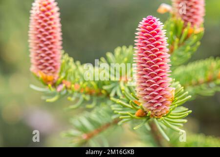 L'abies alba, le sapin argenté européen ou le sapin argenté, est un sapin originaire des montagnes d'Europe, fleur femelle. Banque D'Images