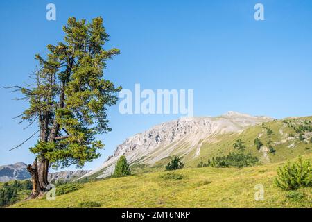 Pinus cembra, également connu sous le nom de pin suisse, pin de pierre suisse ou pin d'Arola ou pin de pierre autrichien ou simplement pin de pierre, dans le canton des Grisons. Banque D'Images