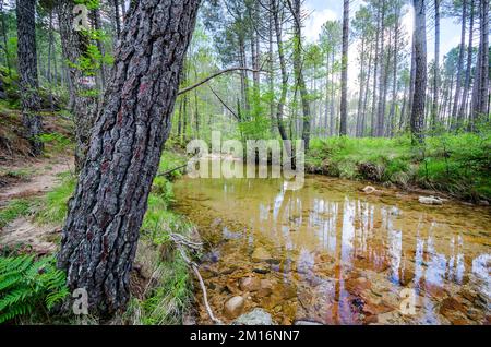 P. nigra subsp. salzmannii var. corsicana (syn. Pinus nigra subsp. laricio, Pinus nigra var. Maritima) (pin Corse), Corse, France. Banque D'Images