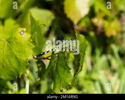 Une femelle Erythemis simplicicollis, pondhawk de l'est, également connue sous le nom de pondhawk commun. Banque D'Images