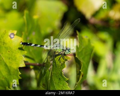 Une femelle Erythemis simplicicollis, pondhawk de l'est, également connue sous le nom de pondhawk commun. Banque D'Images