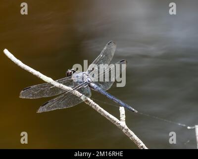 Un mâle Erythemis simplicollis, pondhawk de l'est, également connu sous le nom de pondhawk commun. Banque D'Images