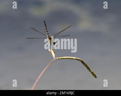 Une femelle Erythemis simplicicollis, pondhawk de l'est, également connue sous le nom de pondhawk commun. Banque D'Images