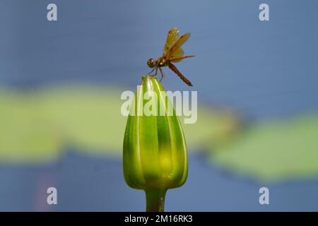 Une petite mouche dragon reposant sur un nénuphar fermé avant de rentrer à la maison pour la journée. Banque D'Images