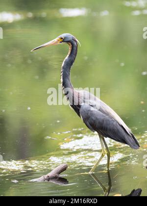 Un héron tricolore, Egretta tricolore chasse au bord d'un lac. Banque D'Images