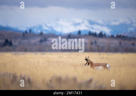 Un buck de pronghorn debout dans des herbes dans les Flats d'Antelope sous les montagnes enneigées. Parc national de Grand Teton, Wyoming Banque D'Images