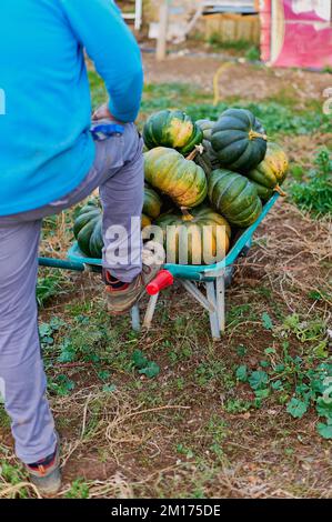 Personne traînant une brouette avec des citrouilles écologiques. Banque D'Images